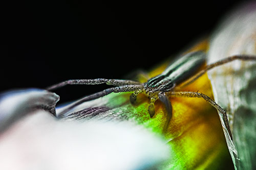 Slender Crab Spider Sprawled Out Among Plant (Rainbow Tint)