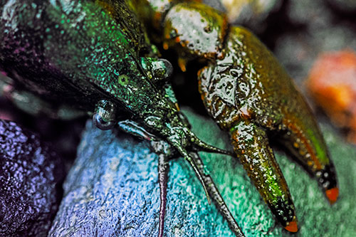 Slimy Crayfish Rests Claw Beside Head (Rainbow Tint Photo)