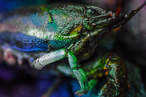 Slimy Wet Bulging Eyed Crayfish (Rainbow Tint Photo)