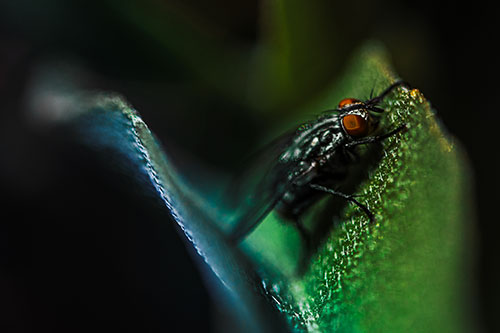 Sloping Cluster Fly Hangs Onto Leaf Petal (Rainbow Tint)