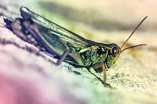 Sloping Grasshopper Enjoying Sunshine Among Tree Stump (Rainbow Tint Photo)