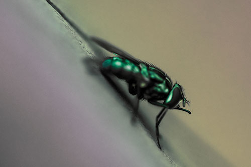 Sloping Perched Cluster Fly Cleaning Itself (Rainbow Tint)