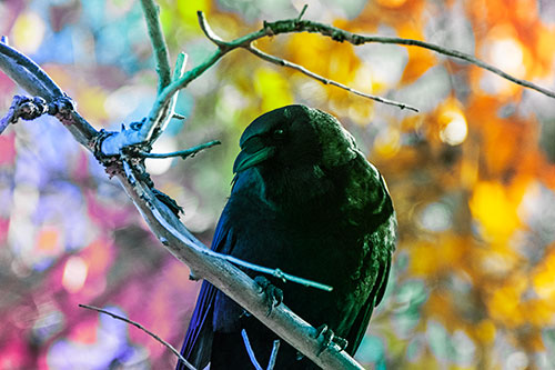Sloping Perched Crow Glancing Downward Atop Tree Branch (Rainbow Tint Photo)