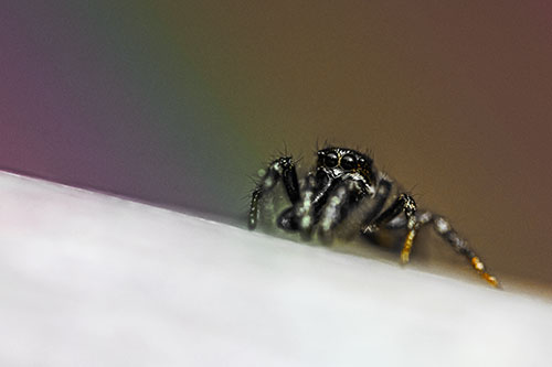 Sloping Perched Jumping Spider Watches Closely (Rainbow Tint)