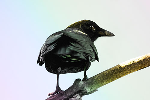 Sly Eyed Crow Glances Backward Among Tree Branch (Rainbow Tint)