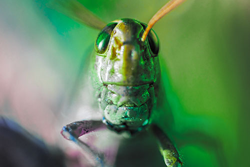 Smiling Grasshopper Enjoying Sunshine (Rainbow Tint Photo)