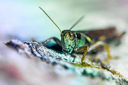 Smiling Grasshopper Grabbing Ahold Tree Stump (Rainbow Tint Photo)