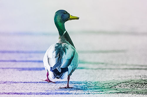 Smiling Mallard Duck Walking Down Sidewalk (Rainbow Tint Photo)