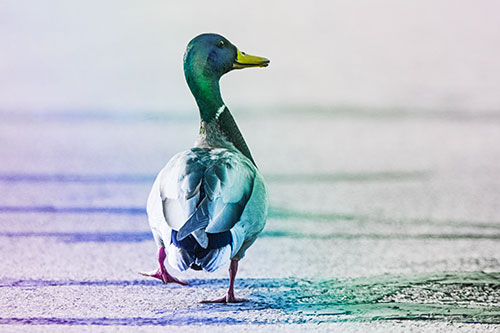 Smiling Mallard Duck Walking Down Sidewalk (Rainbow Tint)