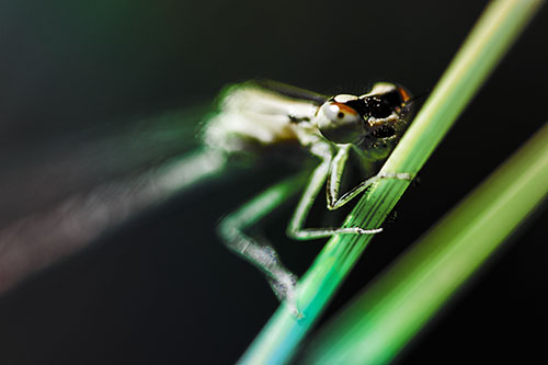 Snarling Damselfly Hangs Onto Grass Blade (Rainbow Tint)