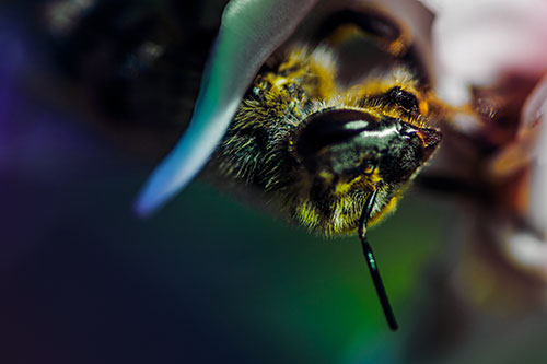 Snarling Honey Bee Clinging Flower Petal (Rainbow Tint Photo)