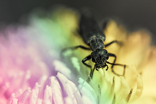 Snarling Oedemera Beetle Eating Dandelion Pollen (Rainbow Tint)