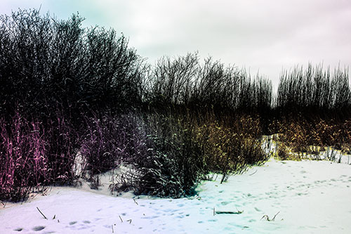 Snow Covered Tall Grass Surrounding Trees (Rainbow Tint Photo)