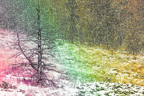 Snow Covers Dead Christmas Tree (Rainbow Tint Photo)