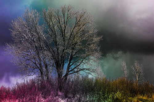 Snowstorm Clouds Beyond Dead Leafless Trees (Rainbow Tint Photo)