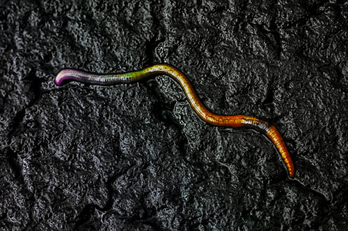 Soaked Earthworm Wiggles Across Wet Pavement (Rainbow Tint)