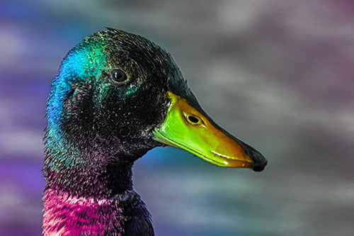 Soaked Male Mallard Duck Watching Among Lake (Rainbow Tint)