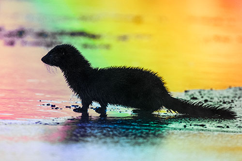 Soaked Mink Contemplates Swimming Across River (Rainbow Tint Photo)