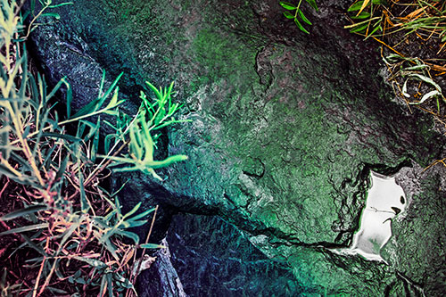 Soaked Puddle Mouthed Rock Face Among Plants (Rainbow Tint Photo)