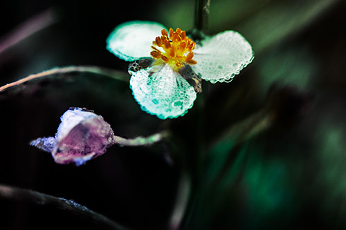 Soaking Wet Frogbit Flower Dew (Rainbow Tint Photo)
