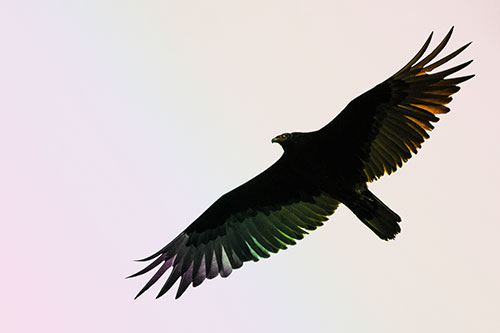 Soaring Turkey Vulture Flying Among Sky (Rainbow Tint)