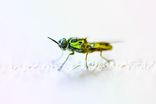 Soldier Fly Standing Still Among Light (Rainbow Tint)