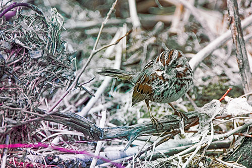 Song Sparrow Standing Atop Broken Branch (Rainbow Tint Photo)