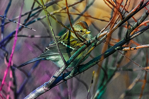 Song Sparrow Watches Sunrise Among Tree Branches (Rainbow Tint Photo)