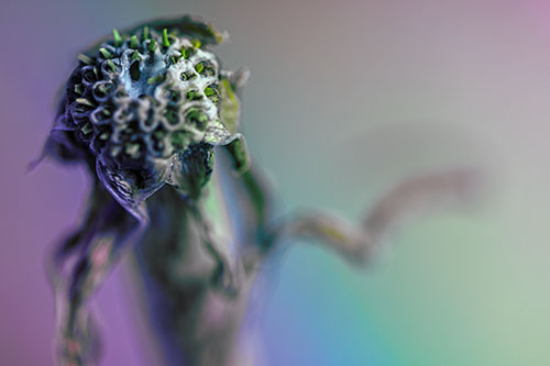 Spiky Headed Gumplant Figure Pointing The Way (Rainbow Tint Photo)