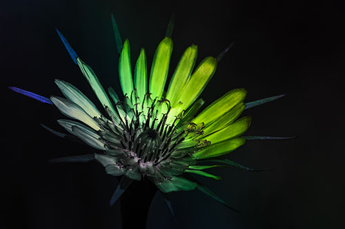 Spiky Salsify Flower Gathering Sunshine (Rainbow Tint Photo)