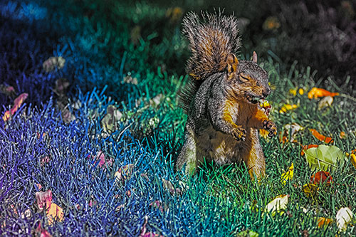 Squirrel Enjoying Breakfast Among Fallen Autumn Leaves (Rainbow Tint)