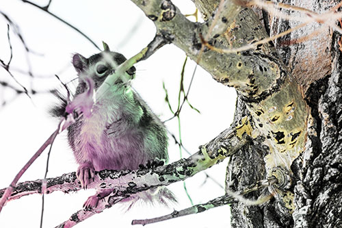 Squirrel Grabbing Chest Atop Two Tree Branches (Rainbow Tint Photo)
