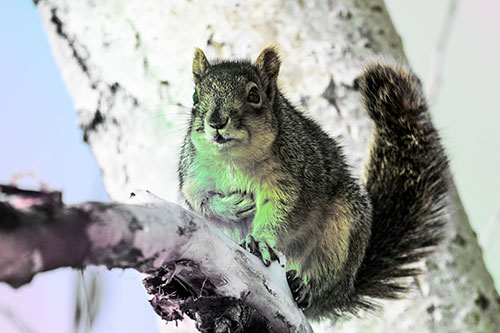 Squirrel Grasping Chest Atop Thick Tree Branch (Rainbow Tint Photo)