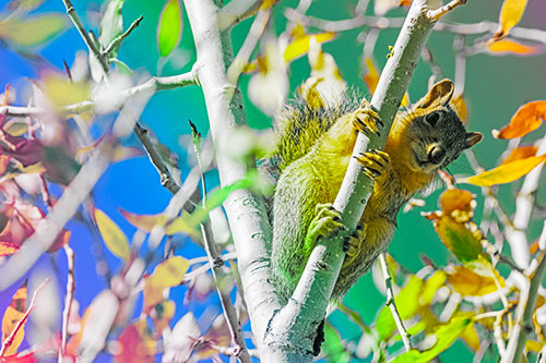 Squirrel Gripping Ahold Of Tree Branch (Rainbow Tint)