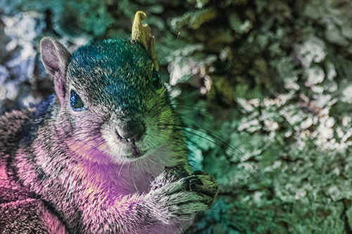 Squirrel Holding Food Atop Tree Branch (Rainbow Tint)