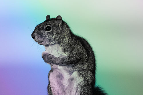 Squirrel Holding Food Tightly Amongst Chest (Rainbow Tint Photo)