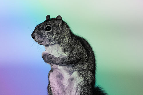 Squirrel Holding Food Tightly Amongst Chest (Rainbow Tint)