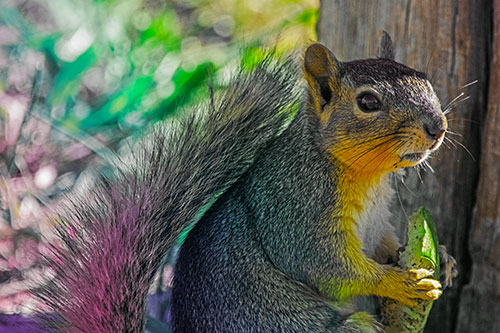 Squirrel Holding Watermelon Slice Glancing Sideways (Rainbow Tint)