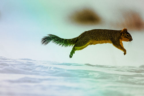 Squirrel Leap Flying Across Snow (Rainbow Tint Photo)