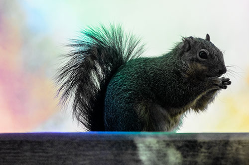 Squirrel Nibbles Breakfast Atop Concrete Skatepark (Rainbow Tint)