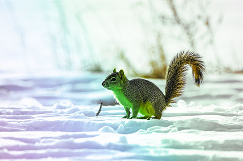 Squirrel Observing Snowy Terrain (Rainbow Tint Photo)