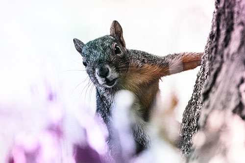 Squirrel Peeks Around Tree Base (Rainbow Tint Photo)