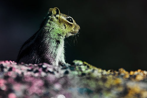 Squirrel Piques Distant Interest (Rainbow Tint Photo)