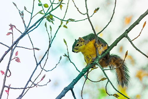 Squirrel Sits Among Sprouting Tree Branches (Rainbow Tint)