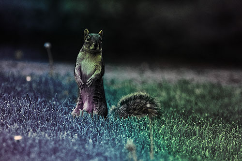 Squirrel Standing Atop Fresh Cut Grass On Hind Legs (Rainbow Tint Photo)