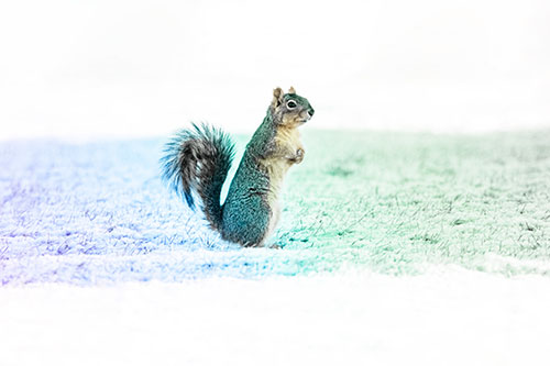 Squirrel Standing On Snowy Patch Of Grass (Rainbow Tint Photo)