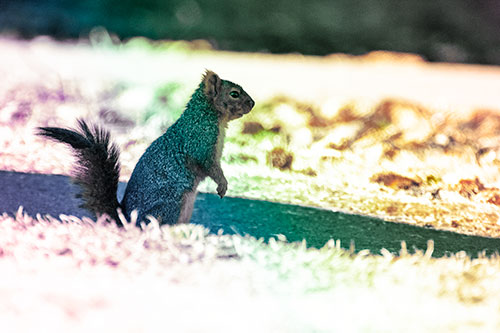 Squirrel Standing Upwards On Hind Legs (Rainbow Tint Photo)