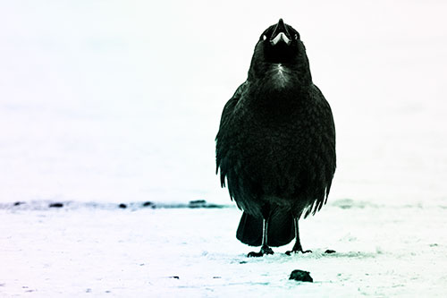 Standing Crow Cawing Loudly (Rainbow Tint Photo)