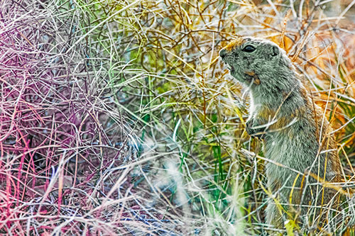 Standing Prairie Dog Snarls Towards Intruders (Rainbow Tint Photo)