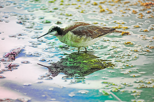 Standing Sandpiper Wading In Shallow Algae Filled Lake Water (Rainbow Tint Photo)